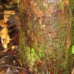 Lecythis confertiflora Corteza