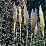 Cortaderia selloana Frukto