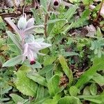 Nonea vesicaria Flor