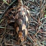 Pseudotsuga menziesii Fruit