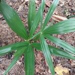 Ellisiophyllum pinnatum Leaf