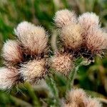 Antennaria carpatica Fruto