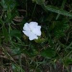 Thunbergia laevis Квітка