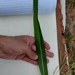 Leersia oryzoides Blad