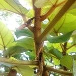 Ficus fulva Corteccia