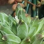 Pachyphytum compactum Kwiat