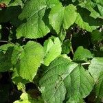 Tilia × euchlora Folla