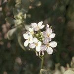 Lepidium fremontii Flower