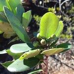 Ilex sebertii Fruit