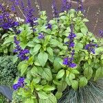 Salvia farinacea Облик