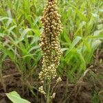 Sorghum bicolorKvet