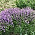 Vicia dalmatica Fleur