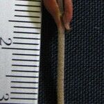 Tetrapterys discolor Arall
