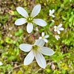 Saxifraga granulata Flor