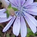 Cichorium endiviaFlower