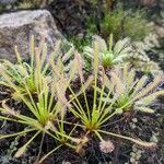 Drosera capensis Habit