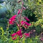 Penstemon barbatus Flower