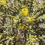 Adenocarpus viscosus Flower