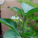 Solanum nigrum Kvet