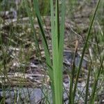 Sisyrinchium albidum Frunză