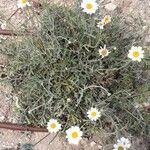 Tanacetum cinerariifolium Fleur