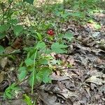 Rubus flagellaris Froito