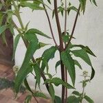 Eupatorium cannabinum Leaf