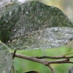 Cordia africana Blad