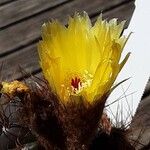 Parodia ottonis