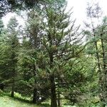 Abies homolepis Інше