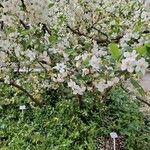 Malus spectabilis Квітка