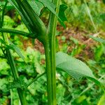 Chenopodium hybridum 樹皮