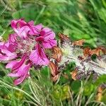 Pedicularis cenisia Habit