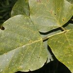 Erythrina globocalyx Lapas