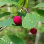 Ilex mucronata फल