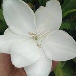 Crinum jagus Flors