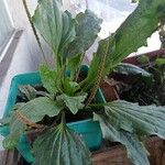 Plantago australis Deilen