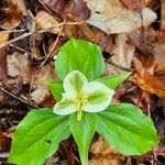 Trillium ovatum Flor