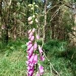 Digitalis thapsiFlor