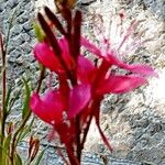 Anthericum liliago Květ