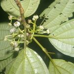 Miconia rubescens Plod