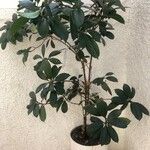 Ficus cyathistipula برگ