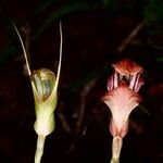 Pterostylis splendens Цветок