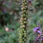 Veronica longifolia 果実
