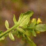 Barbarea intermedia Leaf