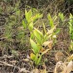 Polygonatum odoratum ফল