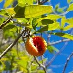 Tabernaemontana catharinensis ഫലം