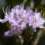 Rhododendron yunnanense Λουλούδι