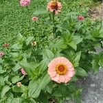 Zinnia peruvianaപുഷ്പം