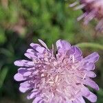 Knautia arvernensis Flor